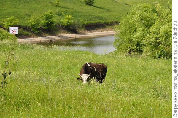 Корова на фоне пруда
