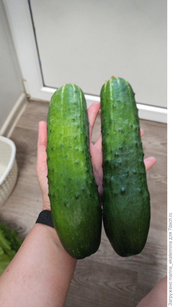 Некрупные ))) огурцы Балконное чудо в теплице