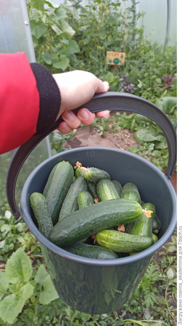 Урожай огурцов