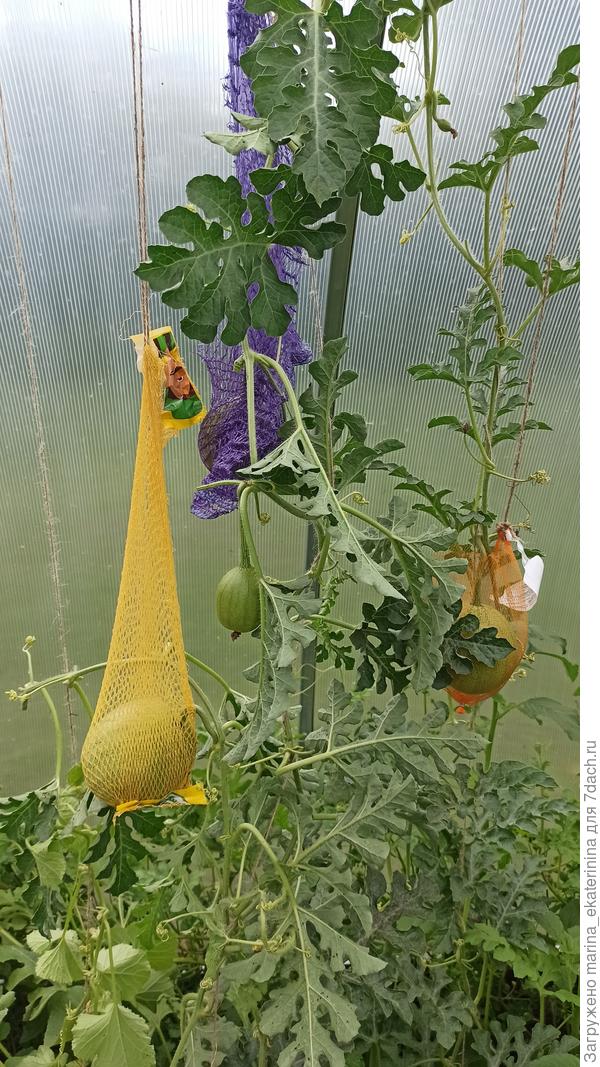 Арбузные плоды в сетках