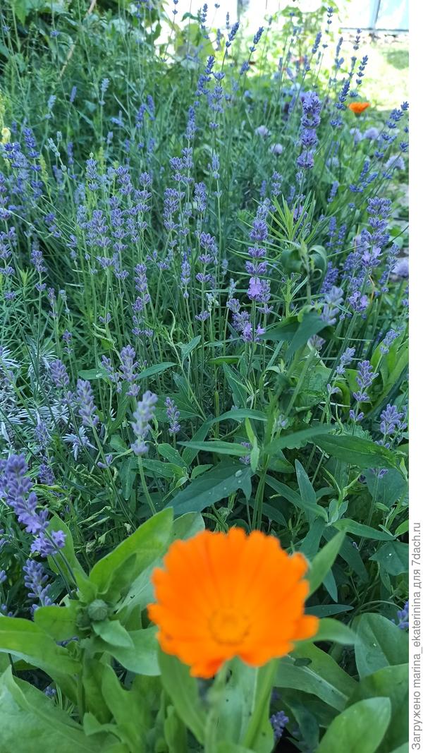 Лаванда, календула