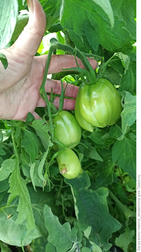 Плоды томатов в теплице