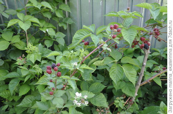 Ежевика крупная