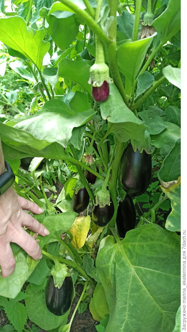 Баклажаны в теплице