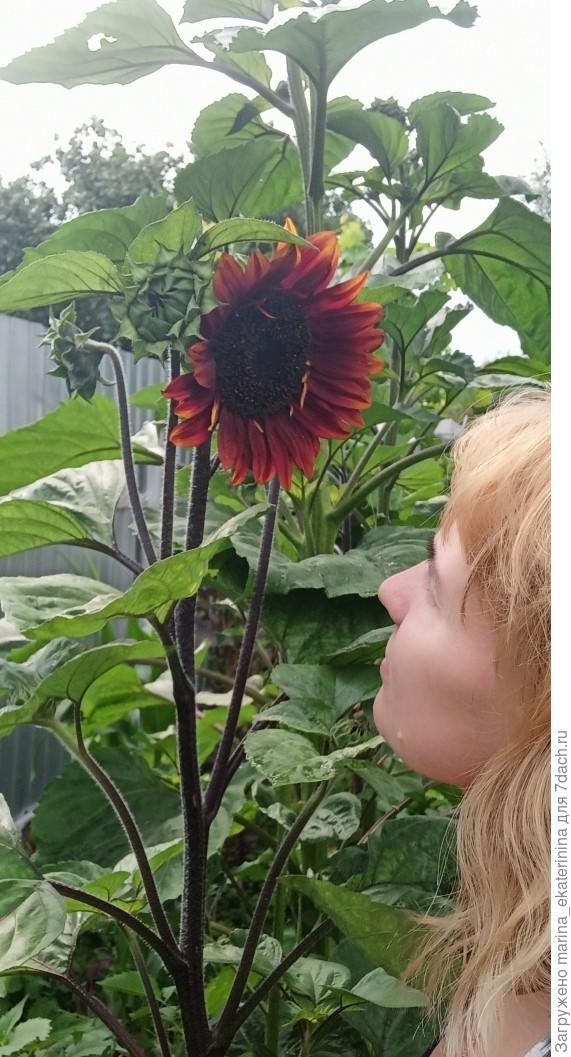 Декоративный подсолнух