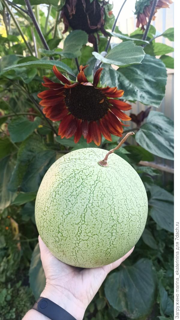 Арбуз сорта "Рафинад"