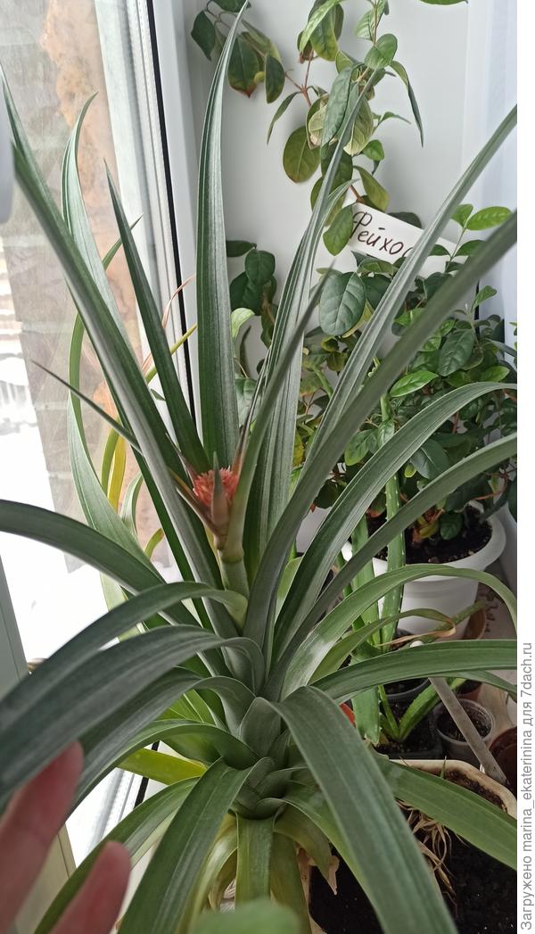 Цветонос с бутоном у ананаса