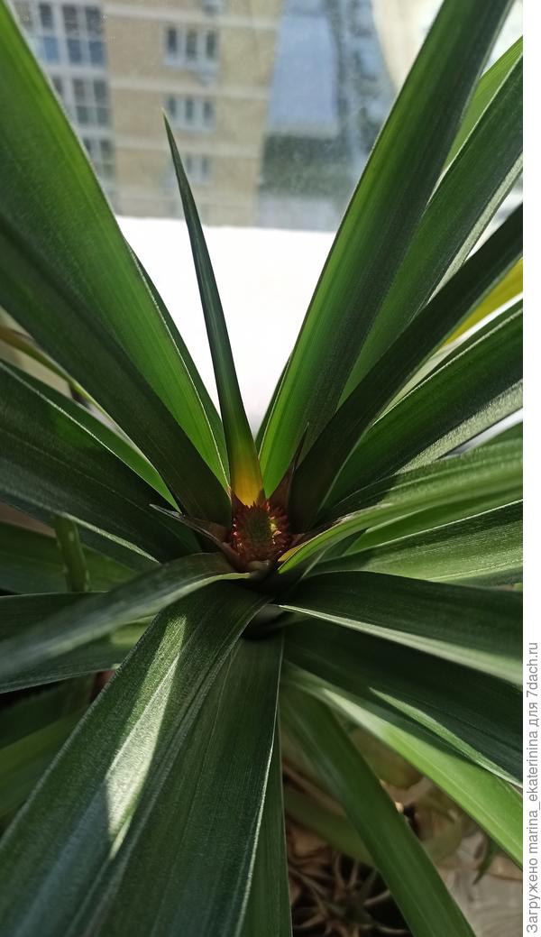 Неужели соцветие ананаса?