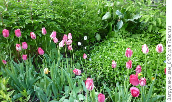 Майское буйство.