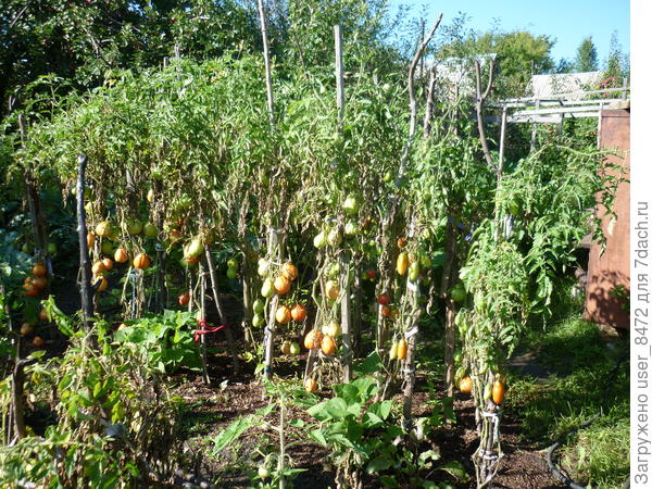 Эти же помидоры в августе. Уже две нижних кисти не полные.
