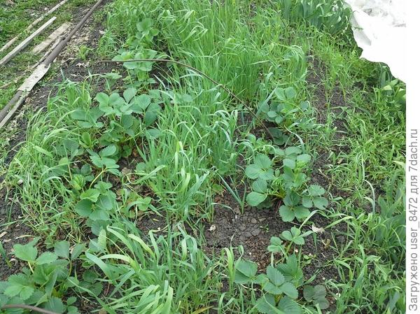 15 мая открыла, посмотрела и снова закрыла. Овёс скосила позже.