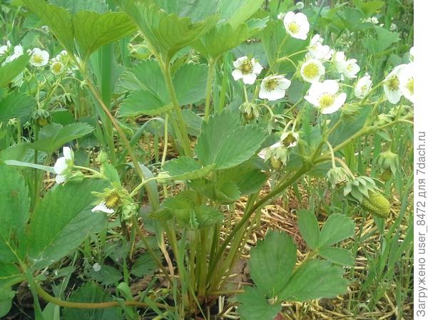 11 июня 2018 г.