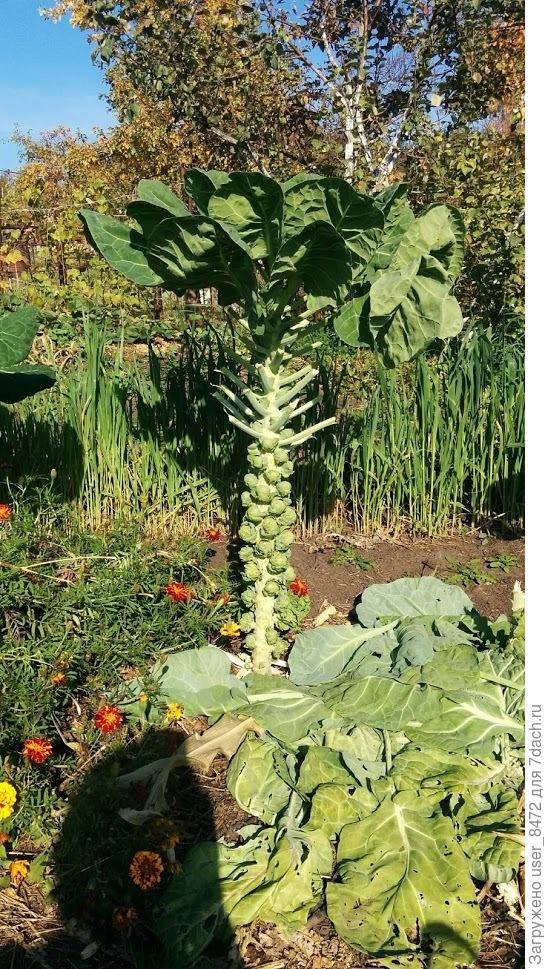 С &amp;quot;пальмочки&amp;quot;  по теплу урожай в этом году собирала. Оказывается, может и брюссельская капуста перерастать.