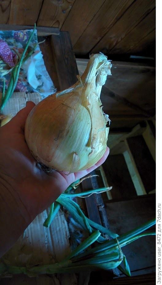 В первый раз эксибишен вырастила. Ураган его 23 июня скосил, поэтому только 300г.