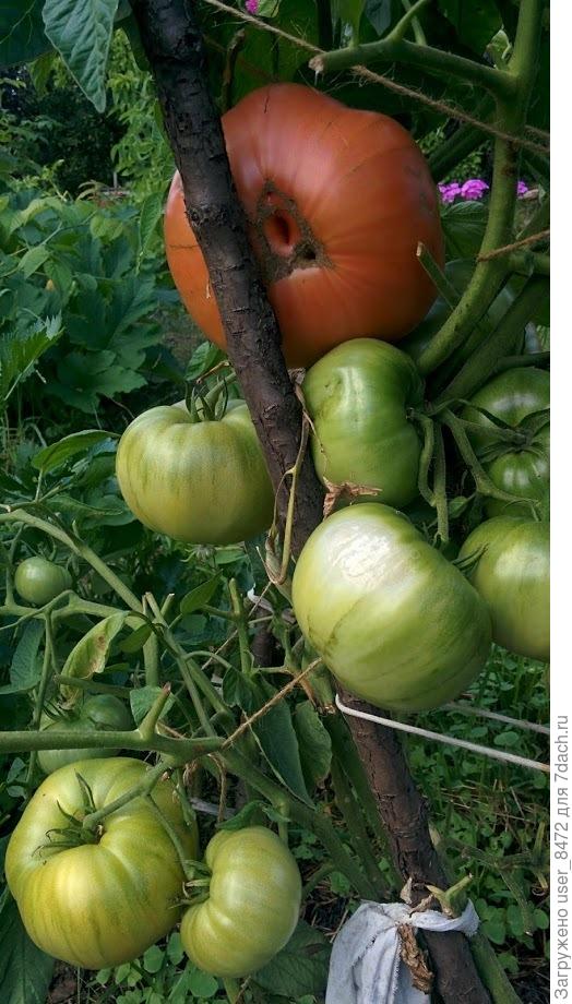 На этом кустике выросло и поспело 20 крупных помидоров.