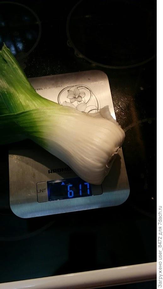 Тоже новичок на моей даче.  Лук порей так понравился родственникам, что половину урожая подарила.