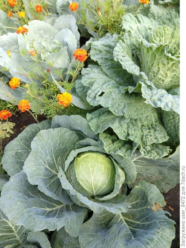 Капуста в конце лета пока только чуть больше моей головы