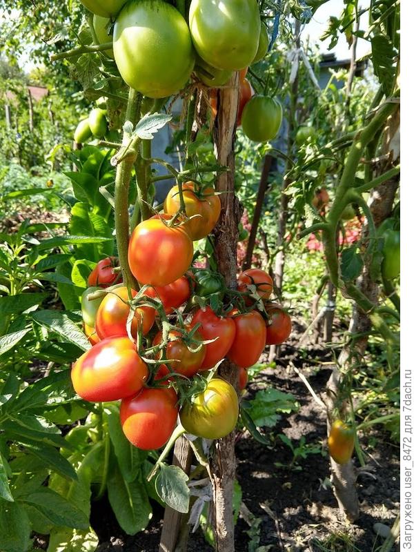 28.08 на другой грядке.