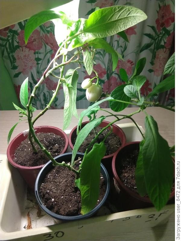 больший 3см длиной.