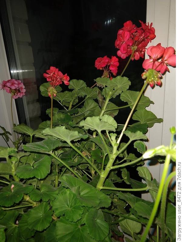 Только цвести начала.