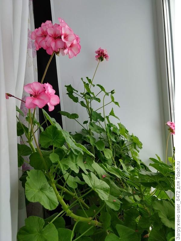 Осенью отдали сухонькую герань с жаркого балкона, сейчас кусты по 70-80 см в ящике глубиной 11 см.