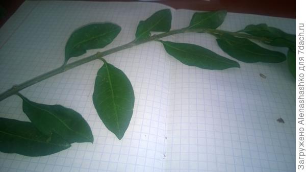 № 2 куст