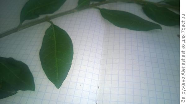 № 2 куст