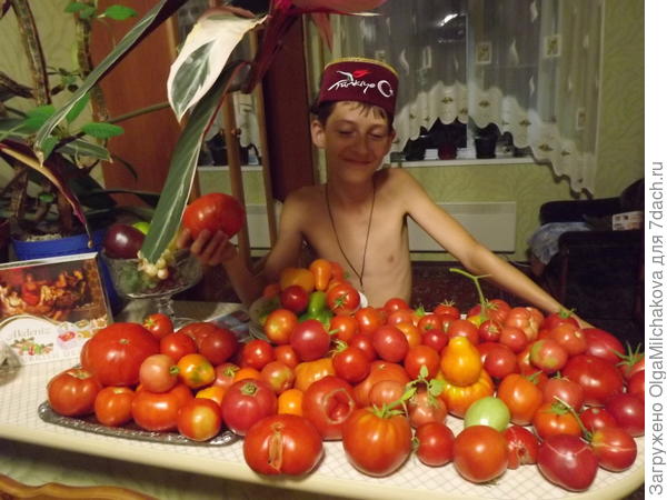 Помидоры