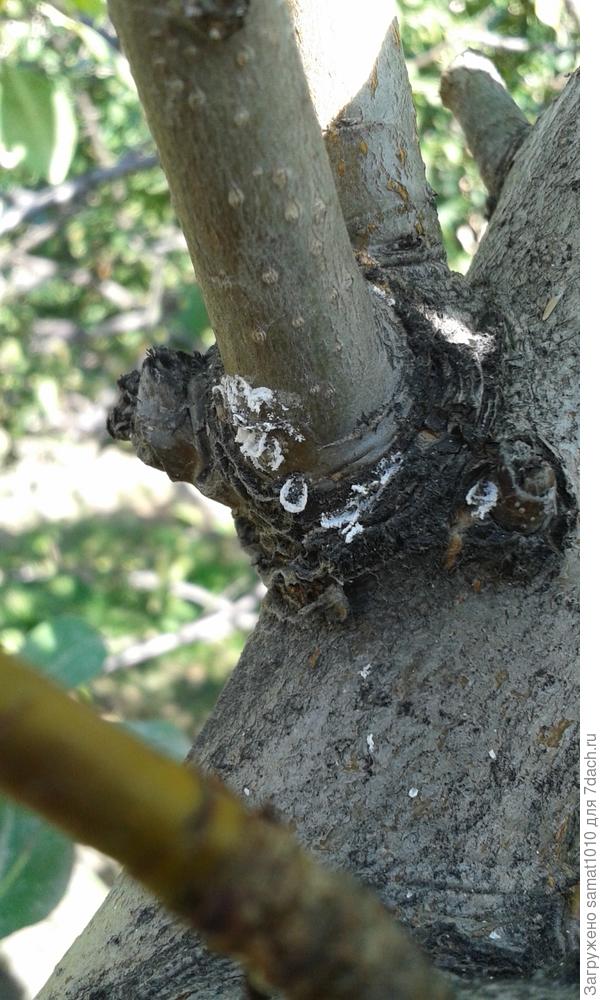 Груша, повреждение