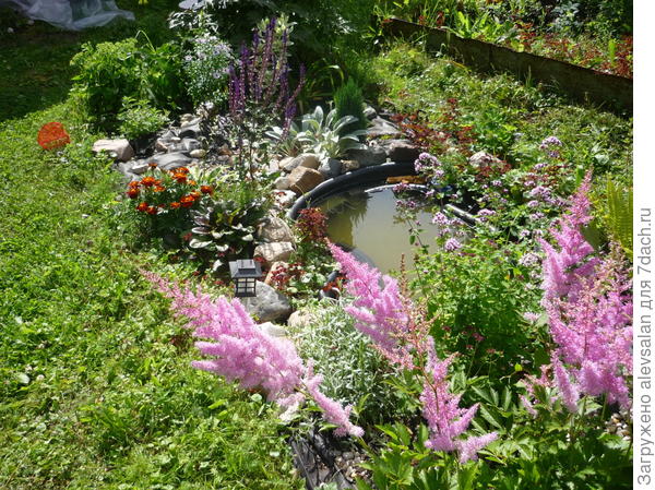 маленький пруд