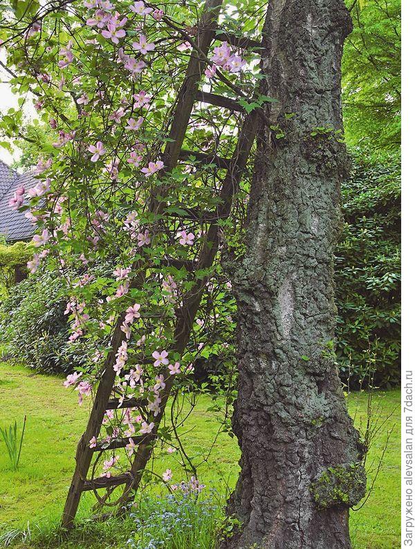 идеи для дачи