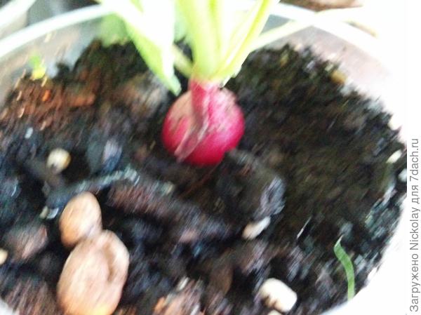 Редис с урожаем