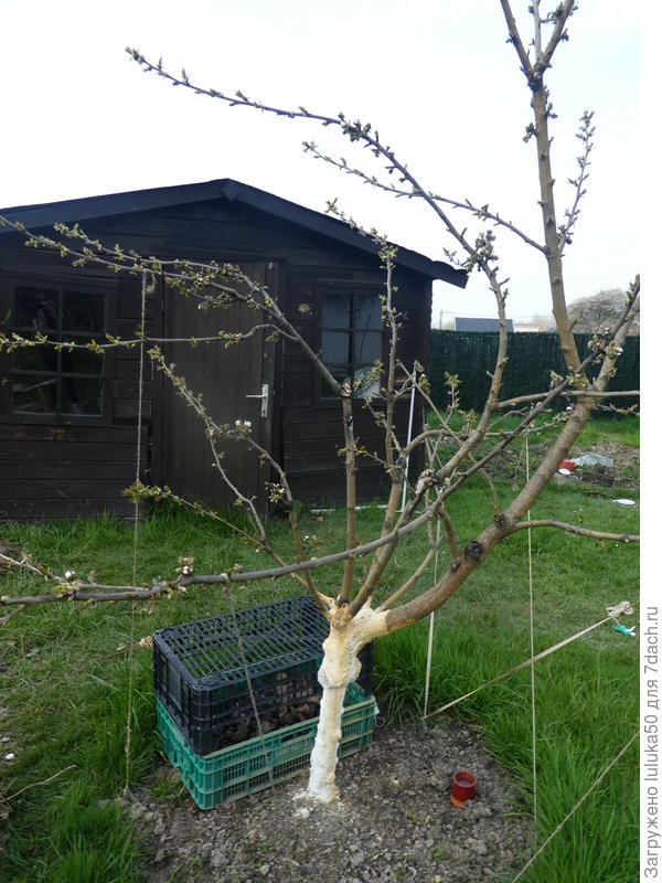 Моей черешенке уж лет как 5-6 (когда покупали, не заметил что на стволе раны...), болеет моя девочка... почему-то основной ствол в сторону ушел. Пусть так и растет или лучше обрезать? а вот это животное (никогда не видела, но корни у  малины, деревьев могут быть прогрызаны. Кто это?  но горок на земле, как при кротах, не вижу