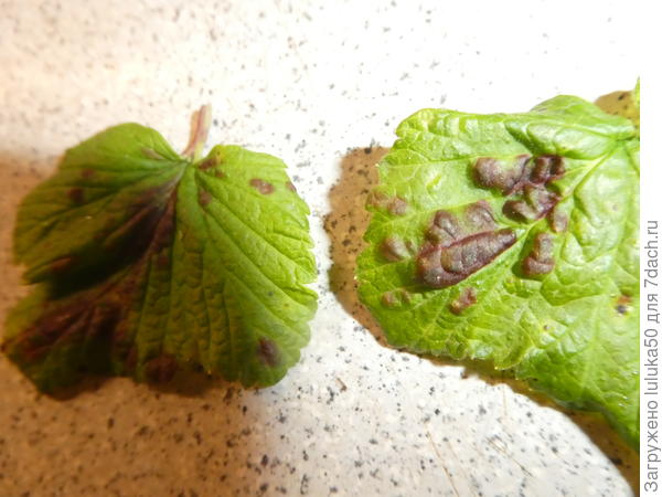 буду рада вашим советам, рекомендациям! это листья смородины, которым несколько дней, что с ними?? как И ещ помочь?