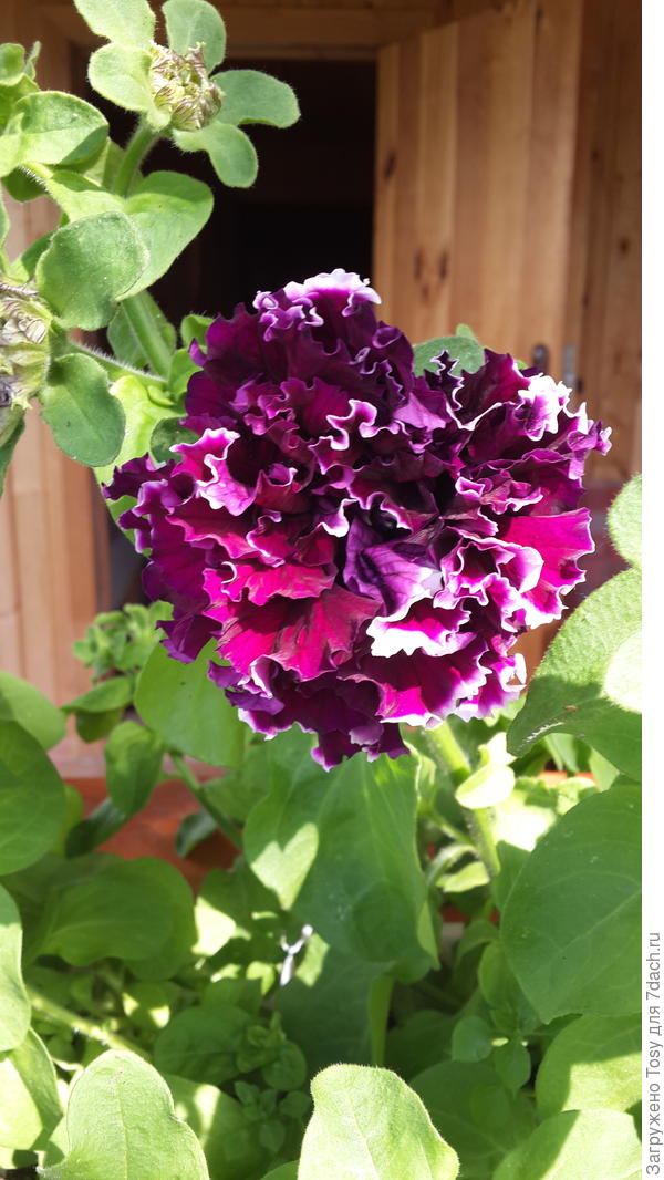 Пируэтт Парпл