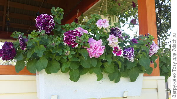 Пируэтт парпл и Артист