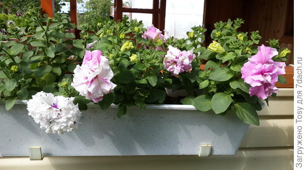 Артитст и Дабл Каскад Орхид мист