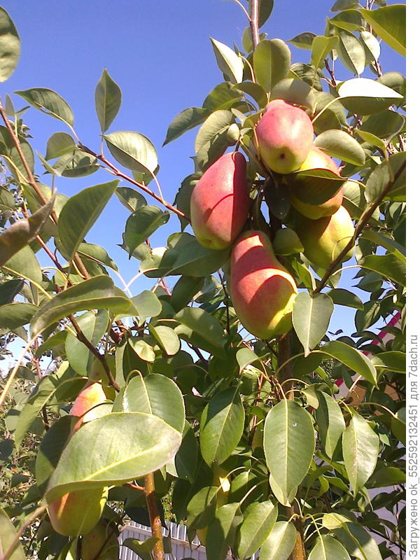 Это фото груши Генерал Кирпонос.