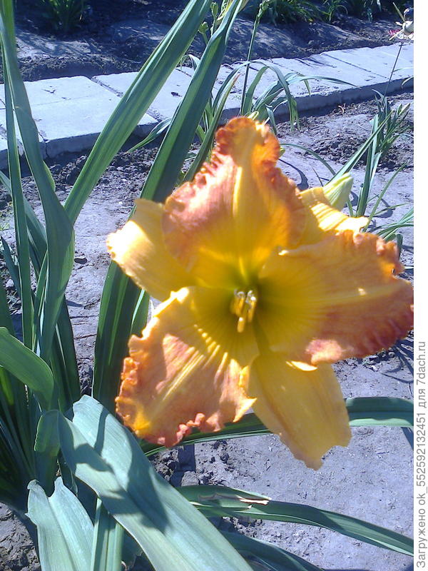 лилейник Оранж Грув.