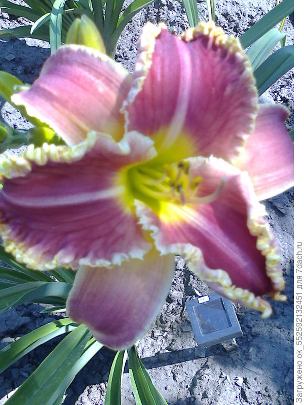 лилейник Алекса Катрин