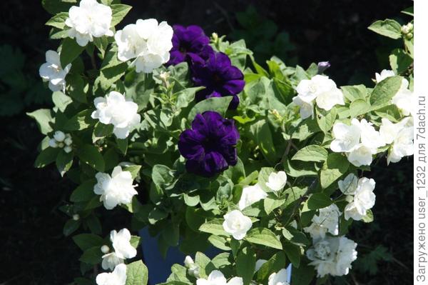 в дуэте с чубушником