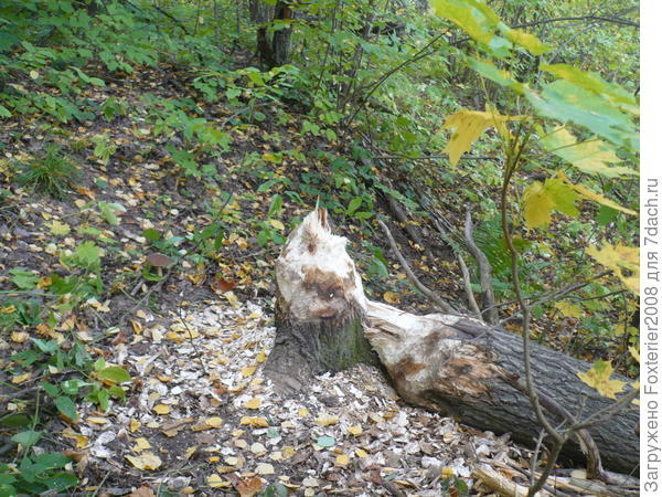 работа бобра