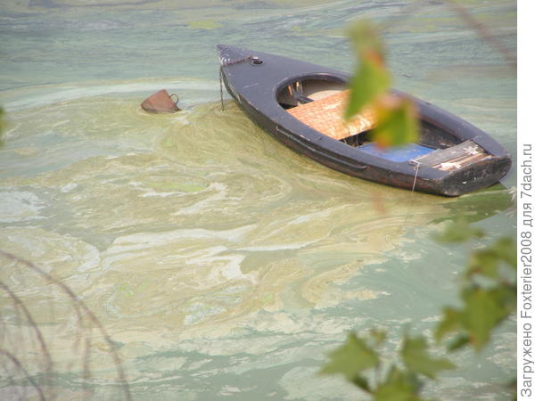 Волга цветёт