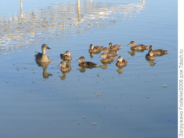 отражаются заводские трубы