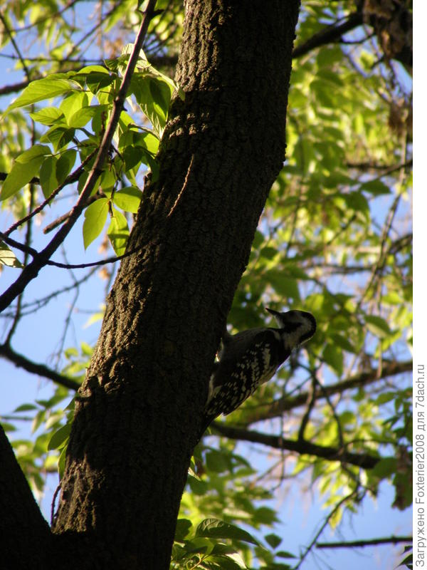 дятел в школьном дворе