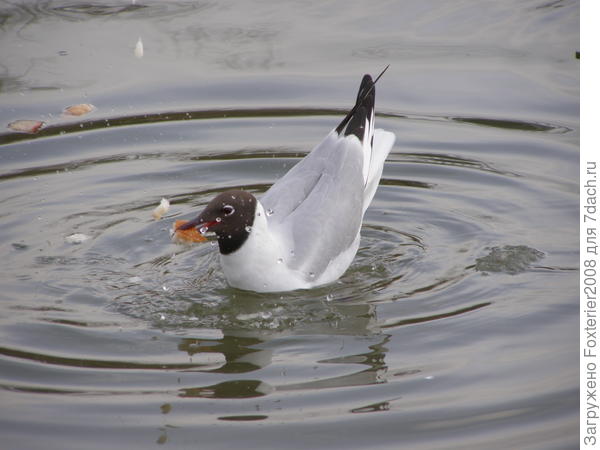 чайка в центре города