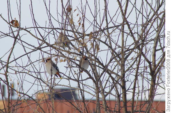 свиристель