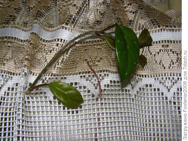 любопытный плющ