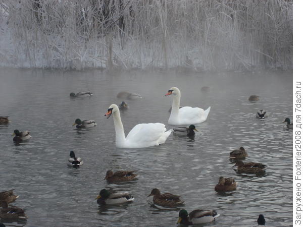 лебеди
