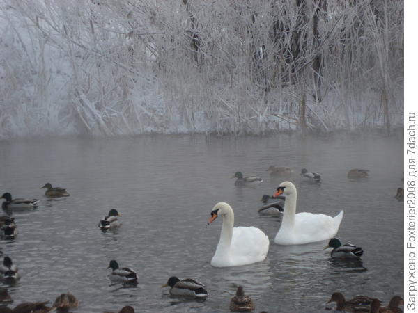 лебеди на Кабане